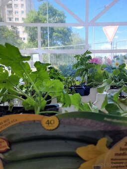 Predám planty stále 90% skladom plant - 12