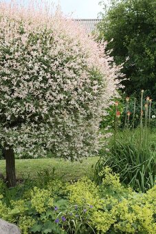 𝗧𝗢𝗣❗Japonska vrba,strom, ktory meni farbu,Salix Integra❗ - 12