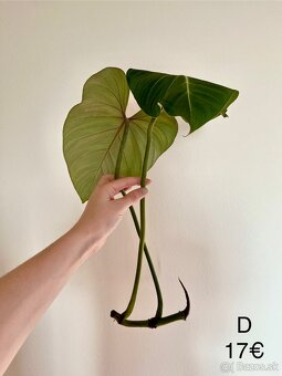 Philodendron Gloriosum odrezky - 12