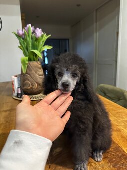 pudel,pudlík,pudlíček - 12