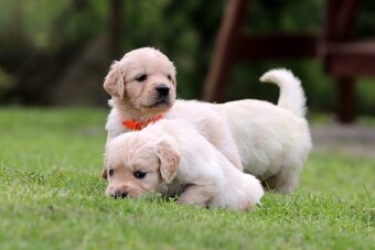 Zlatý retriever/ Golden retriever - 12