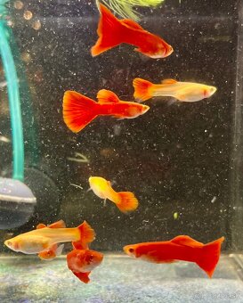 Guppy_čisté formy - 12