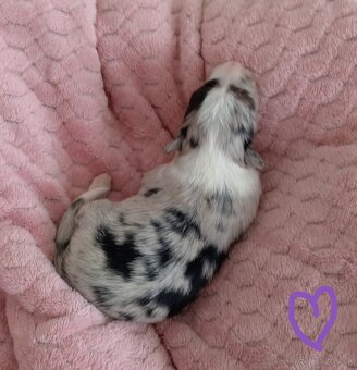 Border kólia s PP - 12