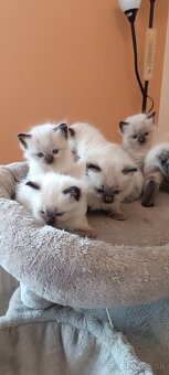 Ragdoll mačiatka, mačka - 12
