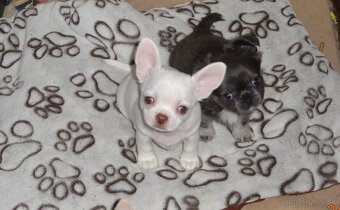 civava krátkosrstá,dlhosrstá. - 12