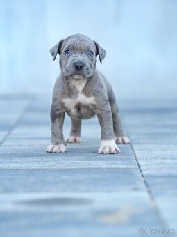 American bully xl, pitbull xxl - 12