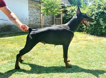 KUPIROVANÉ ŠTENIATKA DOBERMANA S PP FCI - 12