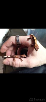 Pagekón riasnaty / Gekončik čínsky (Goniurosaurus hainanensi - 12