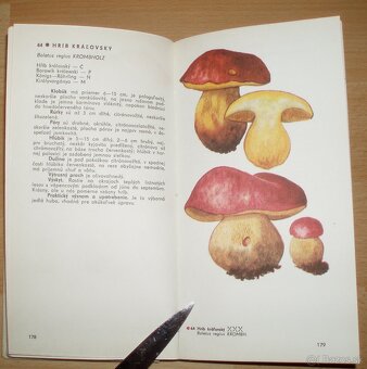 Naše huby - 12