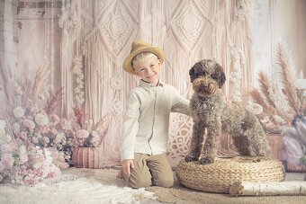Lagotto Romagnolo s PP - 12