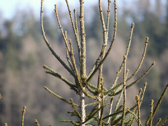 Beroflex 500mm / F8 / T2 / Macro  - 12