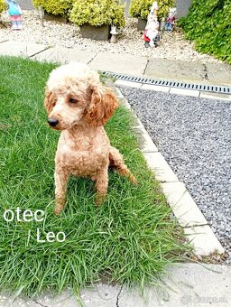 Cavapoo - 12