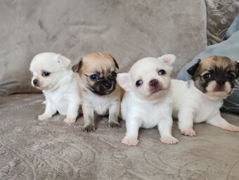 Čivava dlhosrstá, chihuahua, Solubist Dog KENNEL 💙💙 2 boy - 12