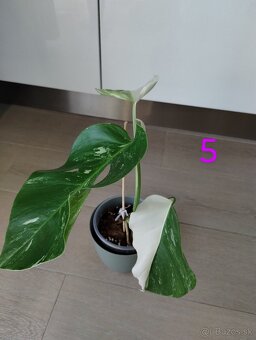 Monstera albo variegata - 12