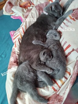 Predám britské mačiatká - 12