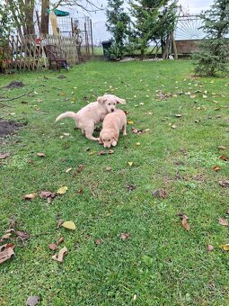 Zlaty retriever - 12