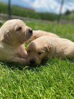 Zlatý Retriever - 12