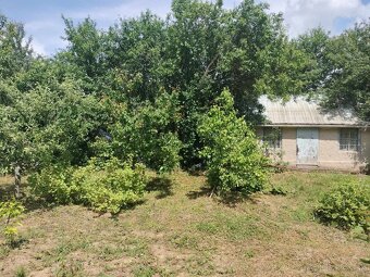 Predaj krásnej rovinatej záhrady s ovocnými stromami. - 12