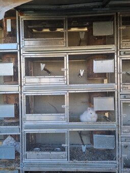 Voliéry..Klietky.Zajačník - 12