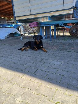 Piate dvere sharan - 12
