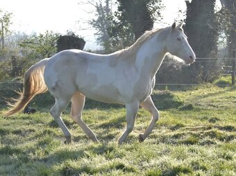 APH APHA PAINT HORSE ŽREBEC pripúšťanie - 12