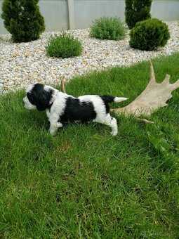 Šteniatko anglicky springer španiel - 12