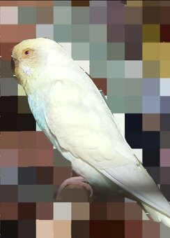 Predám andulky s klietkami a kompletným vybavením - 12