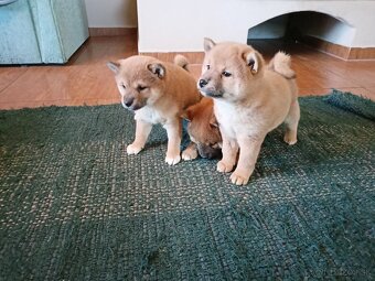 Predám šteniatka Shiba inu - 12
