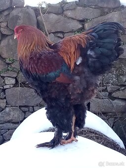 NB Brahma jarabičia 1,50€ - 12