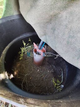 Väčší pozemok s chatkou a murovanou pivnicou - 12