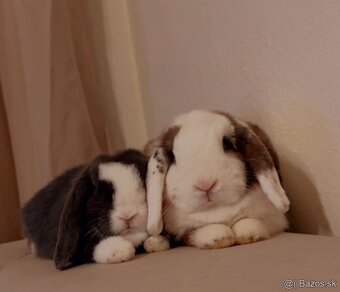 🤎 minilop králiky s vp 🧸 - 12