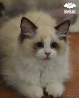 Ragdoll s PP - krémový kocúrik - 12