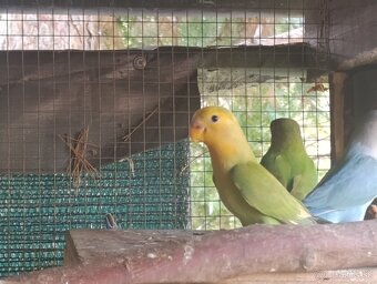 Agapornis ružovohrdly - 12