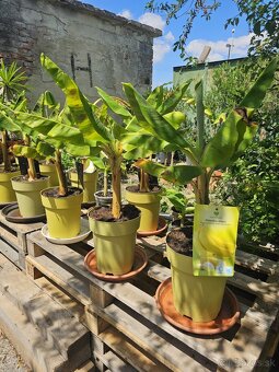 Citrusy palmy olivovniky bananovniky juky agave - 12