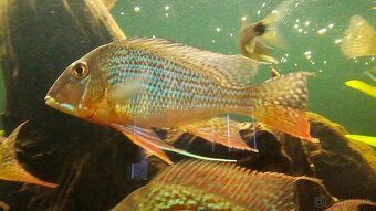 Geophagus - 12