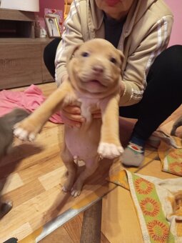 americky staforshier terrier - 12