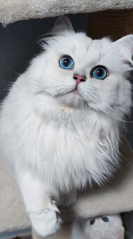 Britské mačiatka s PP na Vianoce❣️ - 12