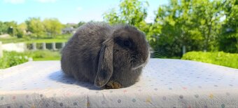 Mini lop - 12