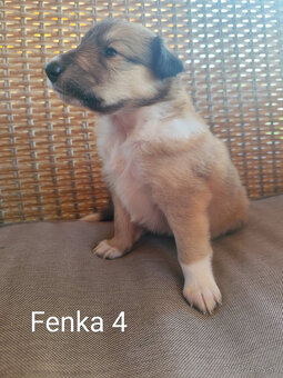 KÓLIA DLHOSRSTÁ,  ŠTENIATKA - 12
