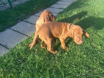 Maďarská vyžla - 12