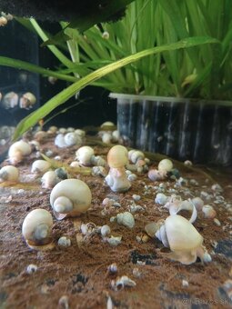 Akvarijne rybky - 12