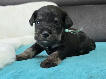 Bradáč malý čiernostrieborný s PP - 12