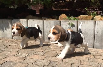 Beagle Bigel Bigl s PP FCI - 12