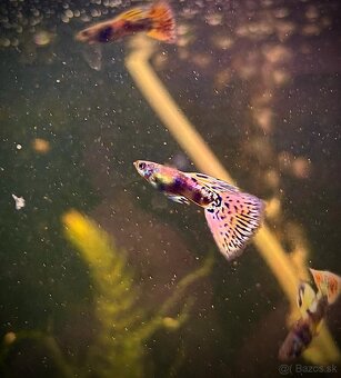 gupky (čisté formy) - 12