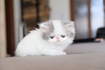 Exotické / perzské mačiatka s PP - 12