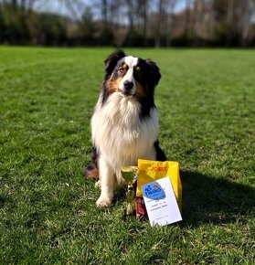 Austrálsky ovčiak - krytie, PP - 12