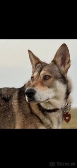 Saarloosov vlčiak - 12