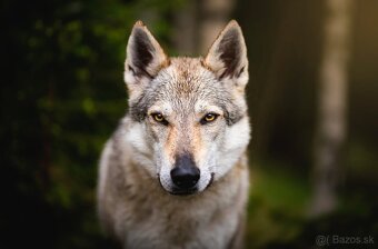 Československý vlčiak šteniatka s PP - 12