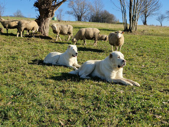 Stredoázijský ovčiak SAO s PP - 12