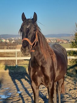 LUSITANO hřebec - připouštění - mražené ID - AKCE - 12